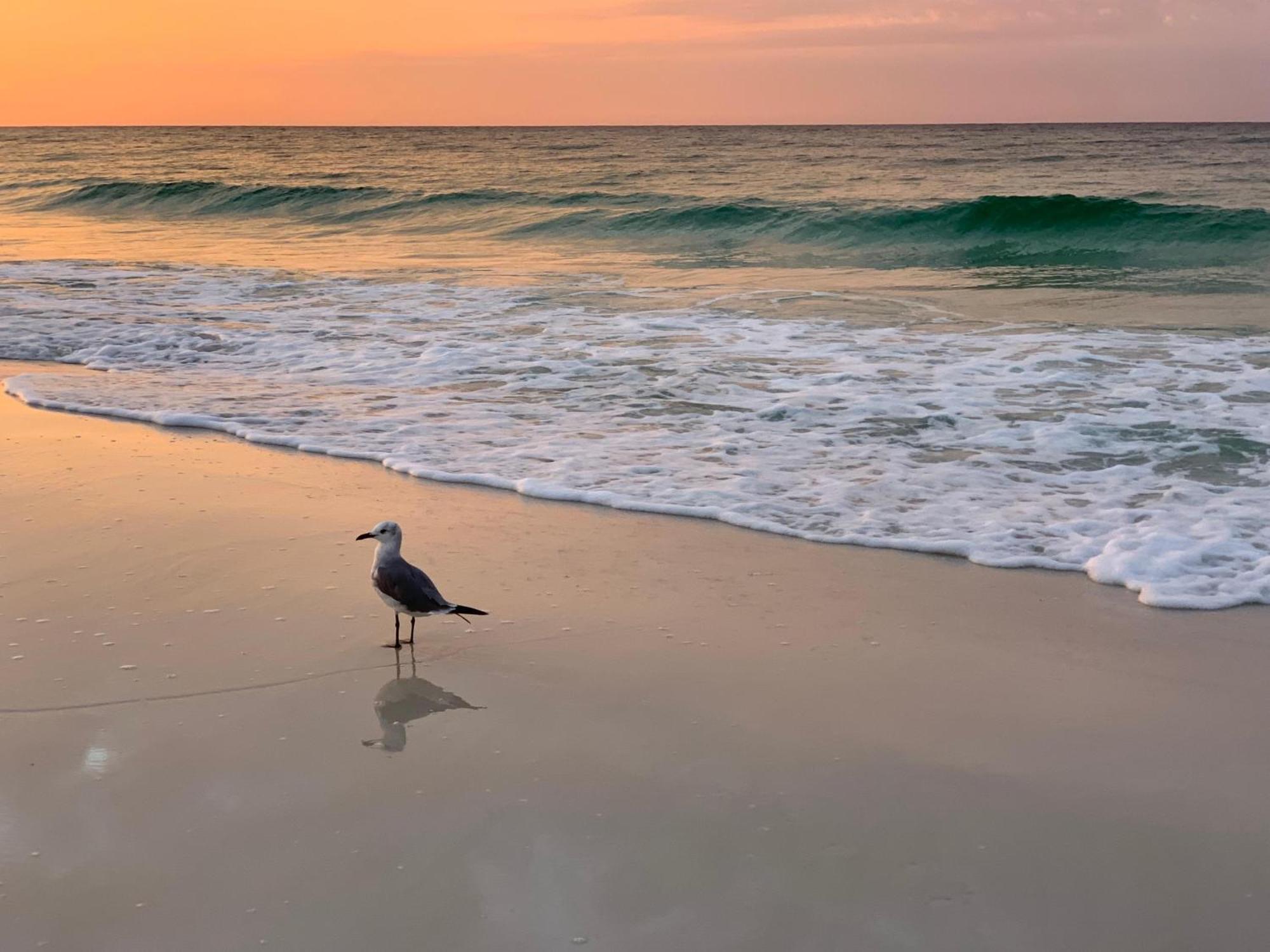 Nautilus 2408 Gulf View 2 Bedroom 4Th Floor Free Beach Service フォート・ウォルトン・ビーチ エクステリア 写真